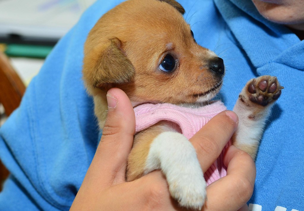 Dogs at Heart of the Foothills Rescue