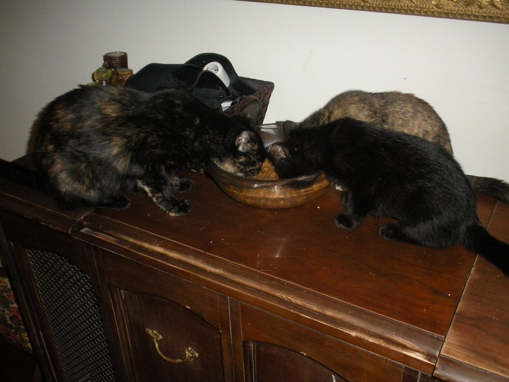 Kittens at Heart of the Foothills Rescue