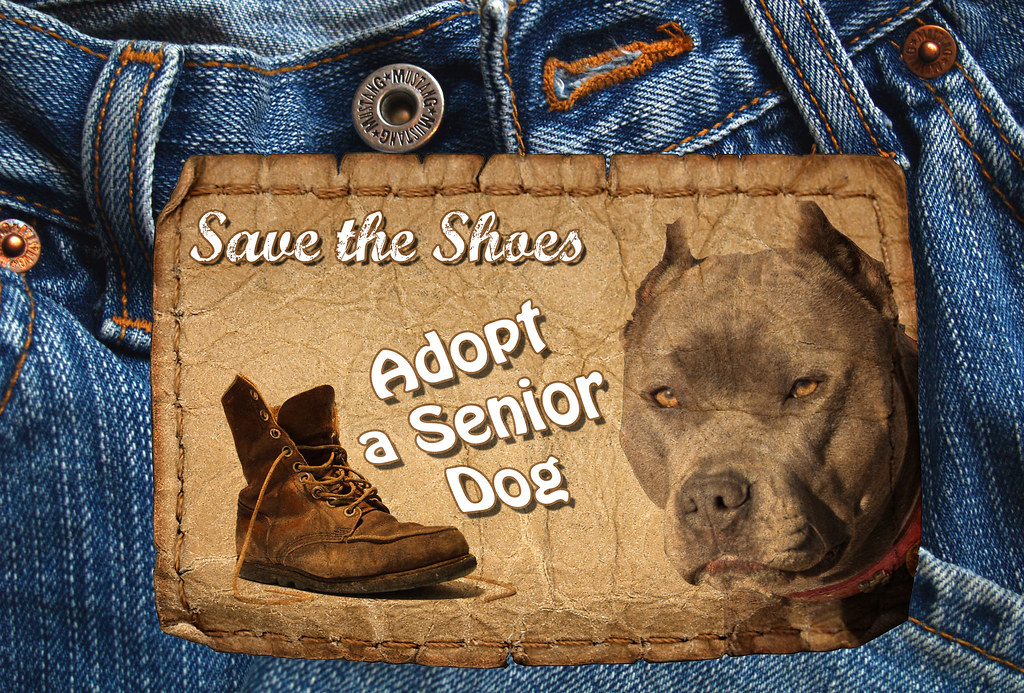 Seniors at Heart of the Foothills Rescue